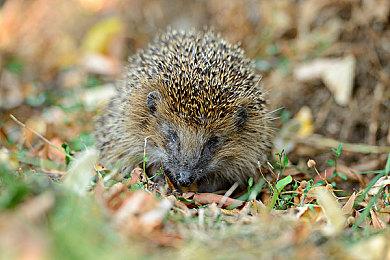 新《战地》新地图内测视频 载具补给站确认回归